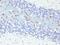 SRY-Box 10 antibody, 33-851, ProSci, Immunohistochemistry paraffin image 