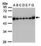 Regulator Of Chromosome Condensation 1 antibody, PA5-28063, Invitrogen Antibodies, Western Blot image 