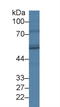 Fatty Acid Desaturase 3 antibody, LS-C373364, Lifespan Biosciences, Western Blot image 