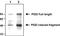 P53-Induced Death Domain Protein 1 antibody, M10708, Boster Biological Technology, Western Blot image 