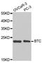 Betacellulin antibody, MBS126358, MyBioSource, Western Blot image 