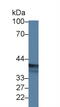 Epithelial Stromal Interaction 1 antibody, abx128245, Abbexa, Western Blot image 