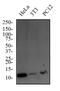 Thioredoxin antibody, NBP2-52983, Novus Biologicals, Western Blot image 