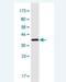 Leucine Rich Repeat Containing 8 VRAC Subunit A antibody, H00056262-M04-100ug, Novus Biologicals, Western Blot image 