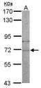 Asparaginyl-TRNA Synthetase antibody, PA5-27341, Invitrogen Antibodies, Western Blot image 