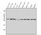 Prohibitin 2 antibody, A03315-3, Boster Biological Technology, Western Blot image 