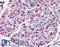 Solute Carrier Family 39 Member 14 antibody, LS-A8196, Lifespan Biosciences, Immunohistochemistry frozen image 