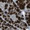 Cystatin C antibody, NBP1-87472, Novus Biologicals, Immunohistochemistry frozen image 