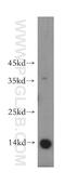 PHD finger-like domain-containing protein 5A antibody, 15554-1-AP, Proteintech Group, Western Blot image 