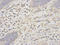 Proteasome Subunit Alpha 6 antibody, A04710, Boster Biological Technology, Immunohistochemistry frozen image 