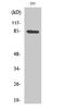 Component Of Inhibitor Of Nuclear Factor Kappa B Kinase Complex antibody, STJ93665, St John