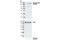 Tousled Like Kinase 1 antibody, 4121S, Cell Signaling Technology, Western Blot image 