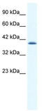 Cation channel sperm-associated protein 2 antibody, TA338750, Origene, Western Blot image 