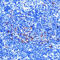 Complement C1q Binding Protein antibody, GTX02847, GeneTex, Immunohistochemistry paraffin image 