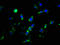 Ciliary Neurotrophic Factor Receptor antibody, LS-C369425, Lifespan Biosciences, Immunofluorescence image 