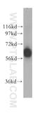 General Transcription Factor IIIC Subunit 5 antibody, 11447-2-AP, Proteintech Group, Western Blot image 