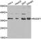 Ras Association Domain Family Member 1 antibody, MBS127777, MyBioSource, Western Blot image 