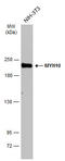 Myosin Heavy Chain 10 antibody, GTX634160, GeneTex, Western Blot image 