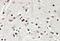 SRY-Box 3 antibody, NBP1-52043, Novus Biologicals, Immunohistochemistry frozen image 