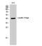 LFNG O-Fucosylpeptide 3-Beta-N-Acetylglucosaminyltransferase antibody, A04513-1, Boster Biological Technology, Western Blot image 