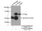 Coiled-Coil Domain Containing 65 antibody, 24376-1-AP, Proteintech Group, Immunoprecipitation image 