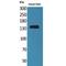 Contactin 1 antibody, LS-C386882, Lifespan Biosciences, Western Blot image 