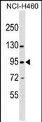 Zinc Finger Protein 484 antibody, PA5-72061, Invitrogen Antibodies, Western Blot image 