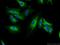 MAGE Family Member D1 antibody, 22053-1-AP, Proteintech Group, Immunofluorescence image 