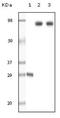 Dynamin 1 antibody, NB110-60491, Novus Biologicals, Western Blot image 