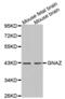 G Protein Subunit Alpha Z antibody, abx002276, Abbexa, Western Blot image 