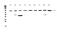 Cullin 5 antibody, A01925-1, Boster Biological Technology, Western Blot image 