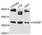 Corticotropin Releasing Hormone Binding Protein antibody, LS-C748090, Lifespan Biosciences, Western Blot image 