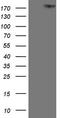 Erb-B2 Receptor Tyrosine Kinase 3 antibody, TA809228, Origene, Western Blot image 