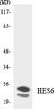 Hes Family BHLH Transcription Factor 6 antibody, LS-B14672, Lifespan Biosciences, Western Blot image 