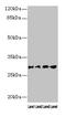 Aquaporin 1 (Colton Blood Group) antibody, CSB-PA16085A0Rb, Cusabio, Western Blot image 