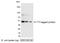 T7 tag antibody, A190-116B, Bethyl Labs, Western Blot image 