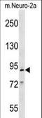 Minichromosome Maintenance Complex Component 2 antibody, LS-C158232, Lifespan Biosciences, Western Blot image 