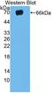 Toll Like Receptor 5 antibody, LS-C374296, Lifespan Biosciences, Western Blot image 