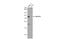 Ras Association Domain Family Member 4 antibody, GTX119774, GeneTex, Western Blot image 