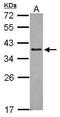Zinc Finger Protein 346 antibody, GTX115719, GeneTex, Western Blot image 