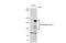 Thrombospondin 2 antibody, GTX134554, GeneTex, Western Blot image 