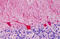 Caspase Recruitment Domain Family Member 11 antibody, MBS243046, MyBioSource, Immunohistochemistry frozen image 