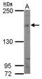 SIN3 Transcription Regulator Family Member B antibody, GTX116417, GeneTex, Western Blot image 