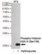H2A Histone Family Member X antibody, STJ99252, St John