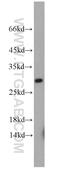 RAB3C, Member RAS Oncogene Family antibody, 10788-1-AP, Proteintech Group, Western Blot image 