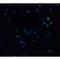 TNF Receptor Superfamily Member 25 antibody, LS-C257, Lifespan Biosciences, Immunofluorescence image 