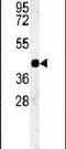 Pregnancy Specific Beta-1-Glycoprotein 9 antibody, PA5-23948, Invitrogen Antibodies, Western Blot image 