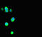 Thyroid Hormone Responsive antibody, LS-C681864, Lifespan Biosciences, Immunofluorescence image 
