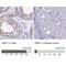 Serine And Arginine Rich Splicing Factor 7 antibody, NBP1-92382, Novus Biologicals, Immunohistochemistry paraffin image 