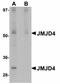 Jumonji Domain Containing 4 antibody, LS-B5035, Lifespan Biosciences, Western Blot image 